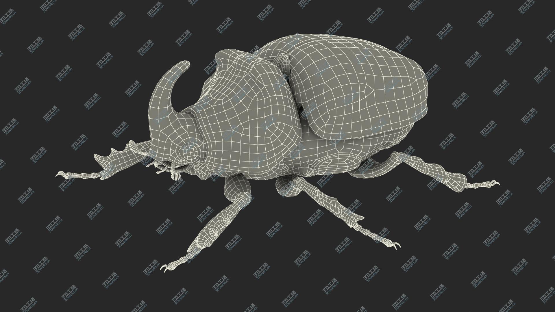images/goods_img/202104023/Oryctes Nasicornis Rhinoceros Beetle Standing 3D model/3.jpg